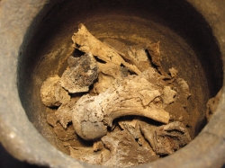Cremated bone in Roman urn